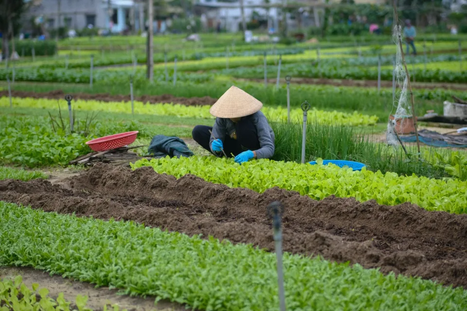 Thu hoạch buổi sáng
