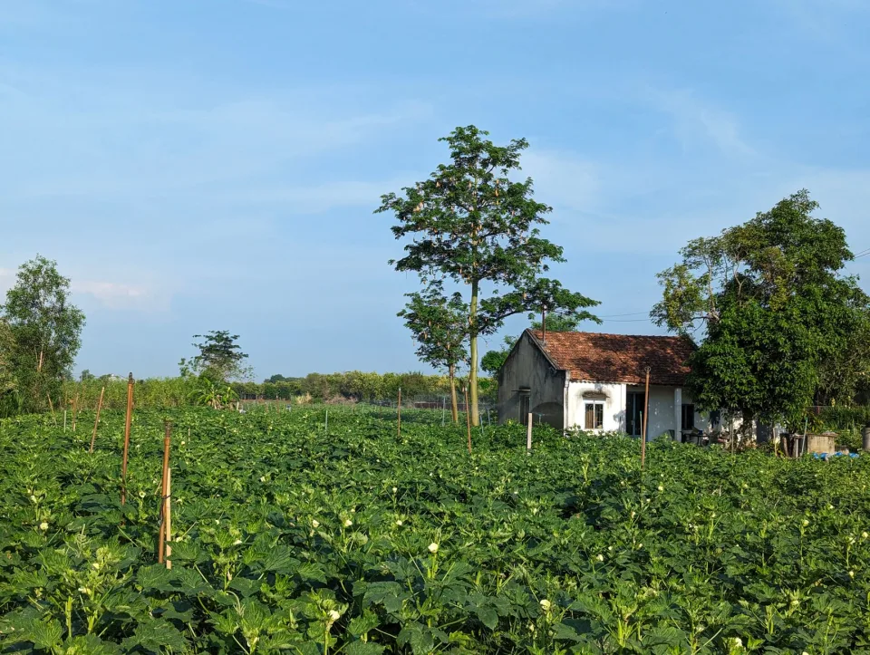 Vườn rau của Trần Văn Tư